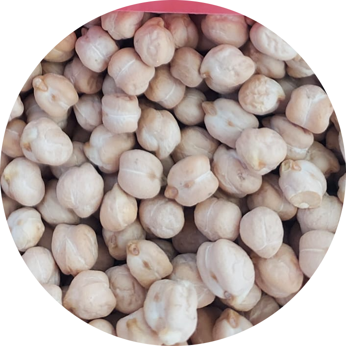 Hasanbey nohut tohumu hastalığa dayanıklı nohut tohumu.