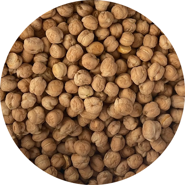 Ubet Nohut Tohumu. En verimli nohut nohut tohumu