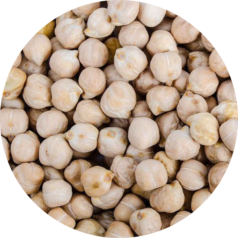 azkan nohut tohumu. hastalanmayan nohut tohumu. askan nohut