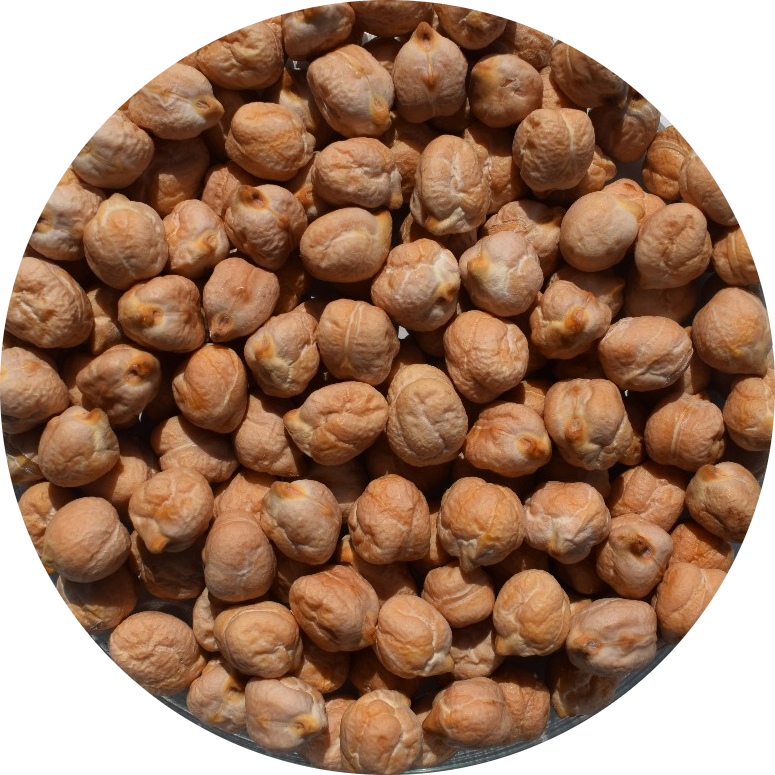 Seçkin Nohut Tohumu